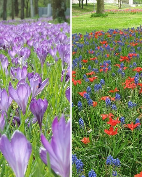 Veenendaal - 2 phases.jpg